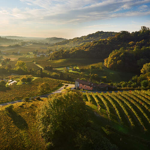 Prosecco Vineyards in Italy