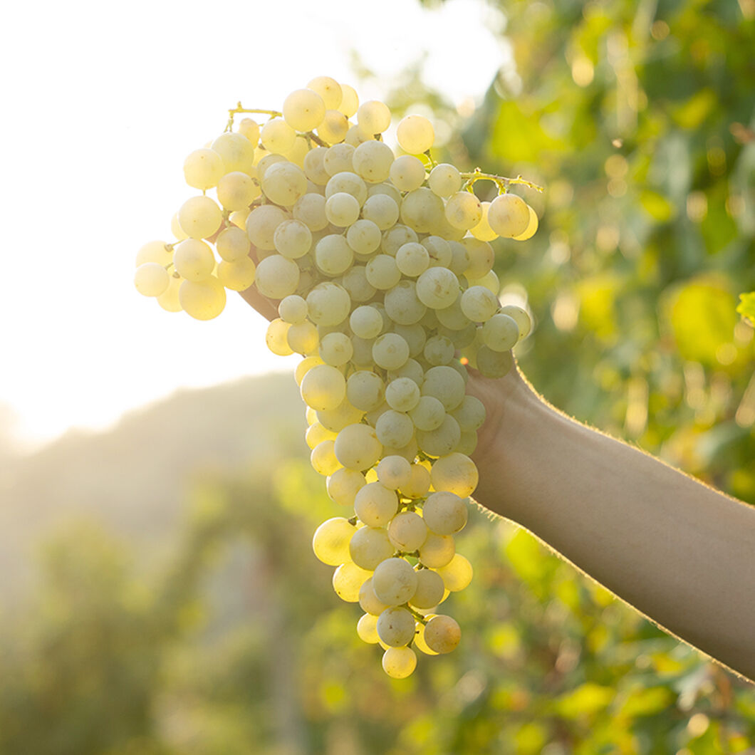 Glera Grapes