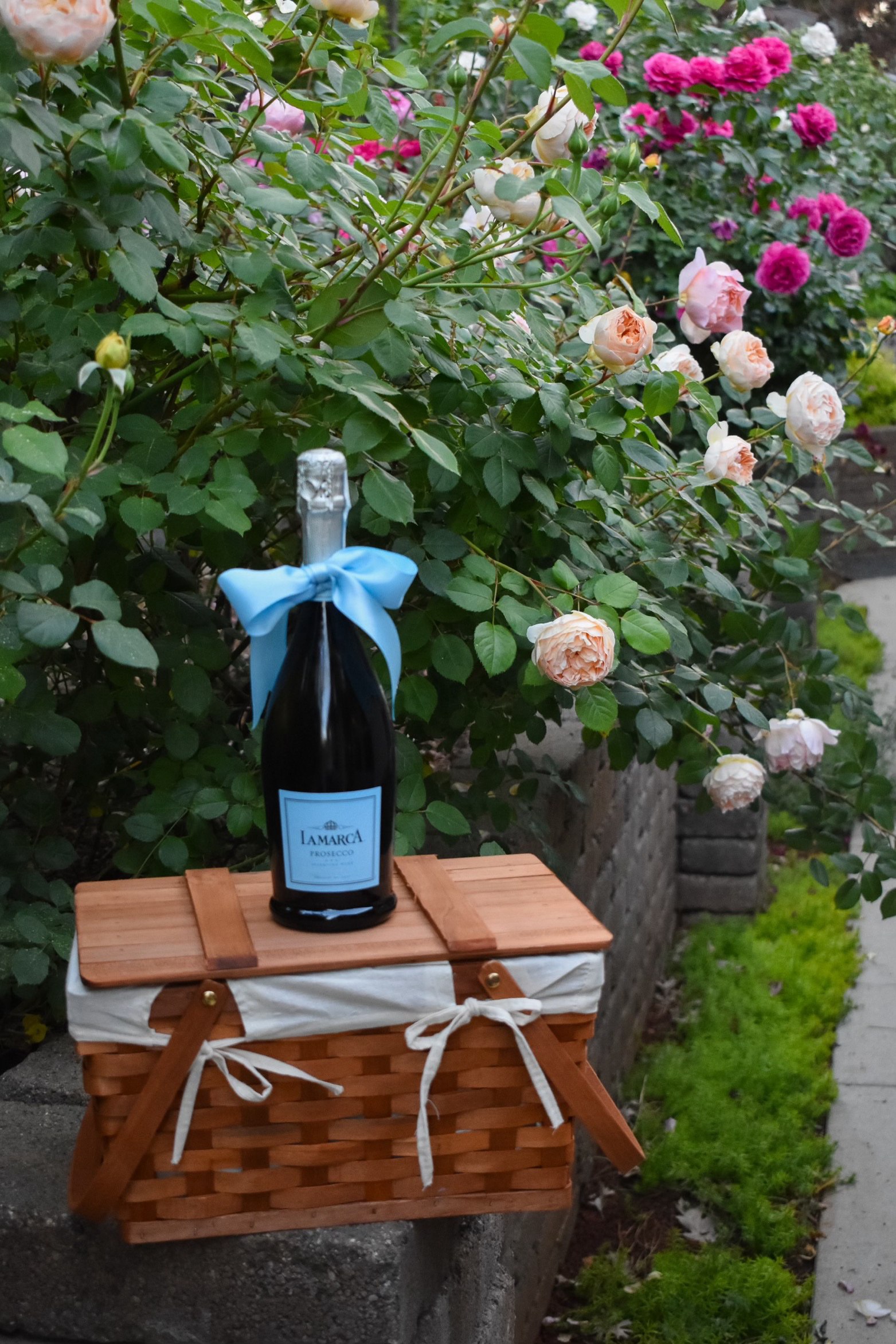 Bottle of La Marca Prosecco with a blue ribbon displayed on a picnic basket beside blooming rose bushes in a garden.